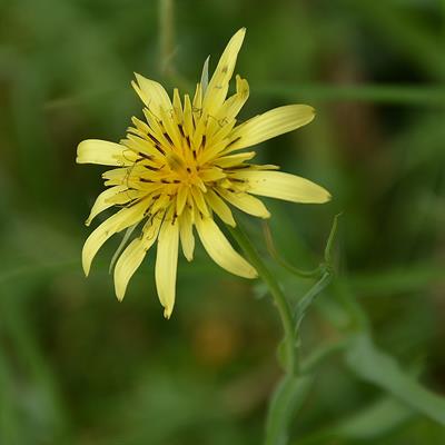 Tragopogon graminifo